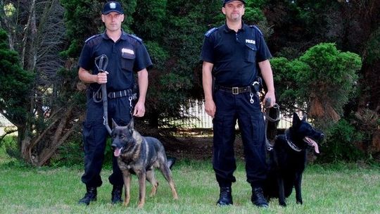 Krosno ma najlepszych przewodników psów policyjnych na Podkarpaciu