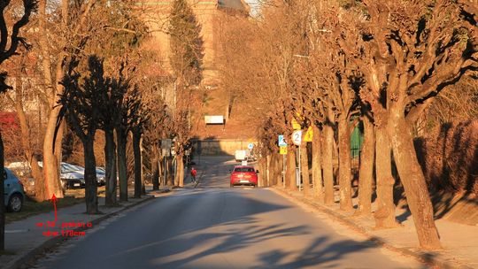 Krosno. Petycja mieszkańców przeciwko wycince drzew przy ul. Paderewskiego