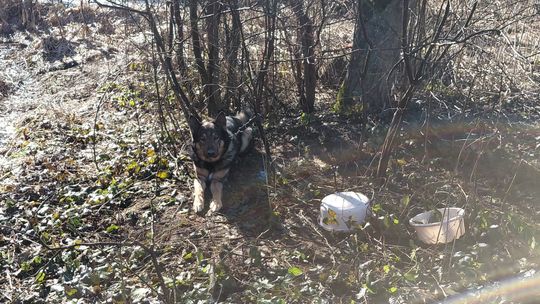 Ktoś do drzewa w lesie przywiązał psa. Na szczęście na zwierzę natrafili leśnicy