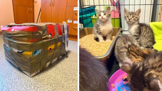 Ktoś zostawił osiem kociąt w kartonie pod kociarnią. OTOZ Animals szuka świadków
