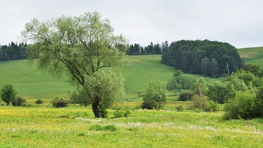 Lasy są otwarte, ale niektóre ścieżki przyrodnicze są niedostępne dla turystów