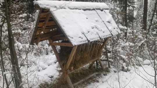 Leśnicy apelują, by zwierzęta dokarmiać tylko w razie potrzeby. Tłumaczą jak to robić dobrze