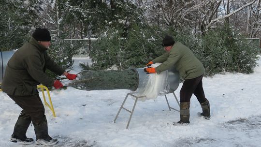 Leśnicy już sprzedają choinki. Do wyboru są świerki, jodły i sosny