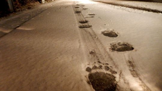 Leśnicy ostrzegają – niedźwiedzie są wciąż aktywne. Można je spotkać na leśnych duktach