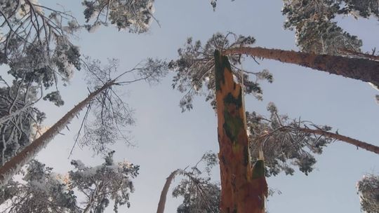 Leśnicy podsumowali szkody w podkarpackich lasach po opadach mokrego śniegu