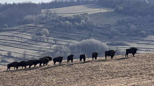 Leśnicy policzyli żubry w Bieszczadach. Ich populacja jest coraz liczniejsza