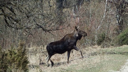 Leśnikowi udało się sfotografować... łosie! To nie Przystanek Alaska, a Jasiel