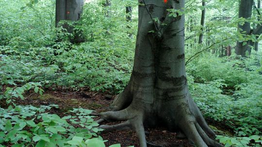 Majówka w uzdrowiskowym lesie w Iwoniczu-Zdroju