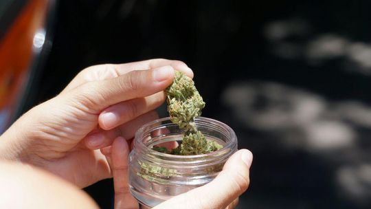 Marihuana bez więzienia. Posłowie chcą zmian w prawie