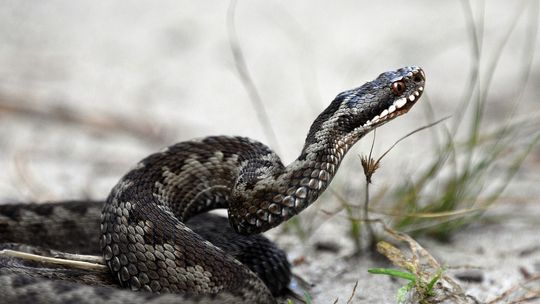 Mężczyzna ukąszony przez żmiję na szlaku w Rymanowie-Zdroju