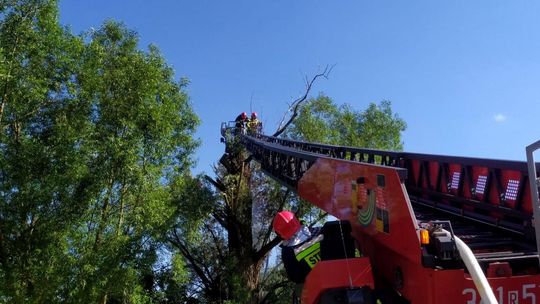 ? Miejsce Piastowe. Pożar wierzby. Strażacy musieli ją przyciąć