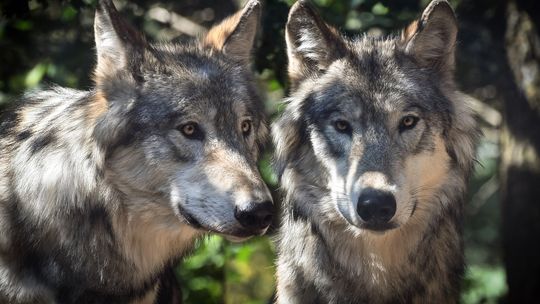 Mieszkańcy gminy Miejsce Piastowe mogą płoszyć wilki