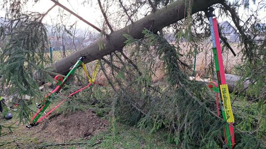 Nadole. Wypadek podczas ścinania drzewa