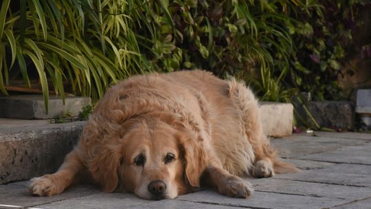 Nadwaga i otyłość u psów - pierwsze objawy i jak im zapobiegać
