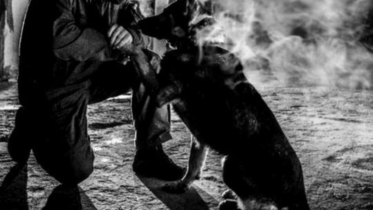 ⚫ Nagłe odejście psa Ibdaza. Służył w podkarpackiej policji