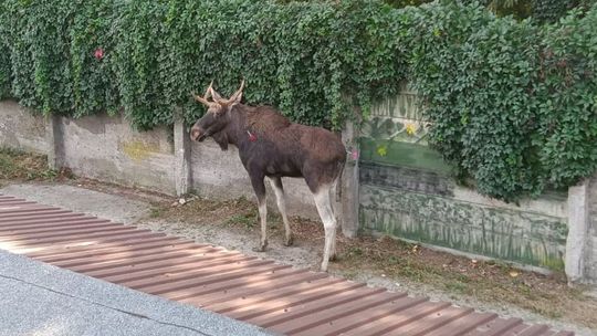 Nietypowa akcja w Rzeszowie. Ulicami miasta chodził łoś