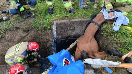 Niecodzienna akcja ratunkowa w Dniu Strażaka – koń wpadł do podziemnego zbiornika
