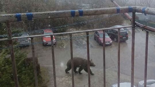 Niedźwiedź spacerował pomiędzy budynkami w Szklarach