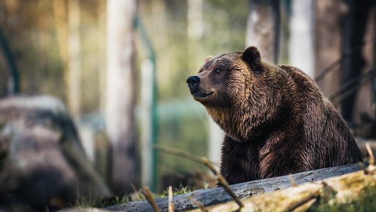 Niedźwiedź widziany w okolicy Szklar. Wskazówki jak postępować gdy go spotkamy