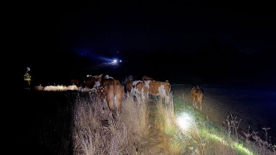 Nocna interwencja strażaków w Moderówce. Bydło weszło na DK28