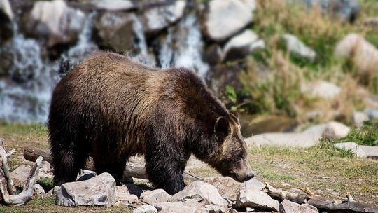 Ostrzeżenie: Ślady niedźwiedzia na popularnych Przymiarkach