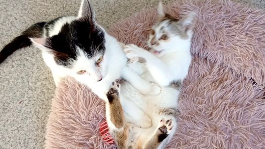 OTOZ Animals Krosno ogłasza pilny nabór na wolontariuszy