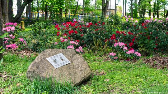 Zobaczcie jak zakwitły rododendrony w parku przy ul. Okrzei w Krośnie [ZDJĘCIA]