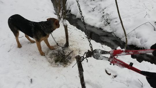 Pies przykuty był do drzewa w lesie. Uwolnili go policjanci