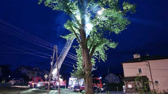 Piorun uderzył w drzewo. Strażacy walczyli z pożarem do późnej nocy