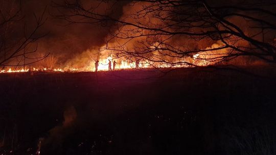 Plaga pożarów traw. Strażacy codziennie walczą z ogniem na polach i łąkach