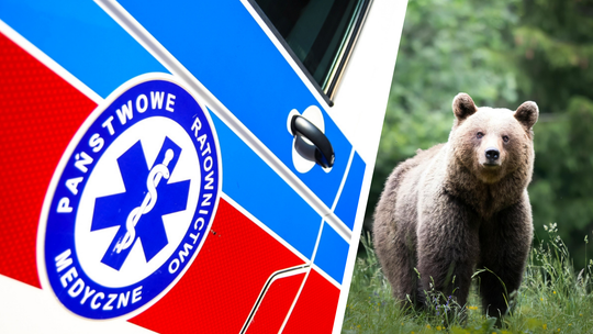 Płonna. Służby wezwane do kobiety zaatakowanej przez niedźwiedzia