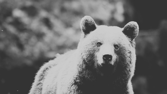 Płonna. Służby wezwane do kobiety zaatakowanej przez niedźwiedzia [KOBIETA NIE ŻYJE]