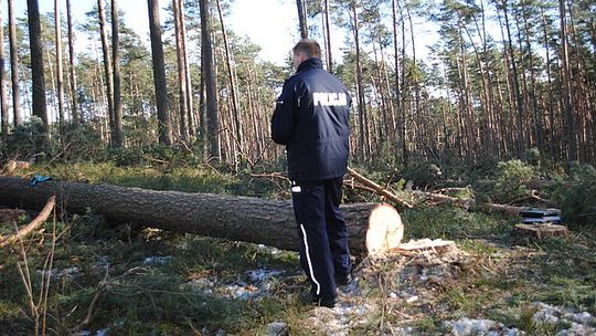 Podkarpacie. Tragedia podczas wycinki drzewa