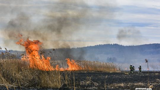 Podpalacze traw i pustostanu ujawnieni. Mandaty, pouczenia i proces sądowy