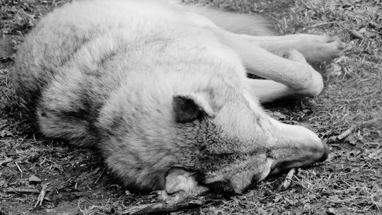 Postrzelony wilk w Tylawie. Prokuratura prowadzi dochodzenie Postrzelony wilk w Tylawie. Prokuratura prowadzi dochodzenie