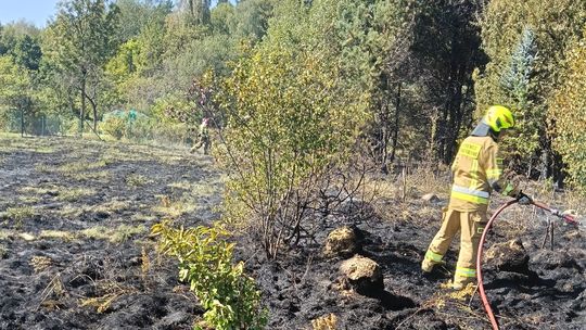 Pożar lasu w Komborni. Płonął młodnik i trawy, interweniowali również medycy