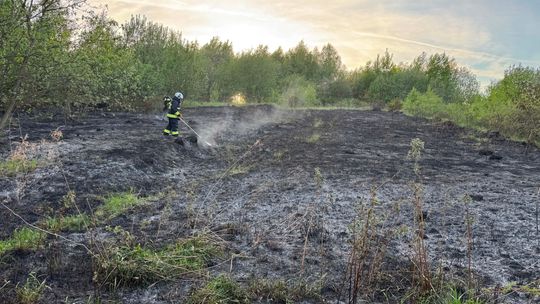 Pożar traw i lasu w Głębokiem