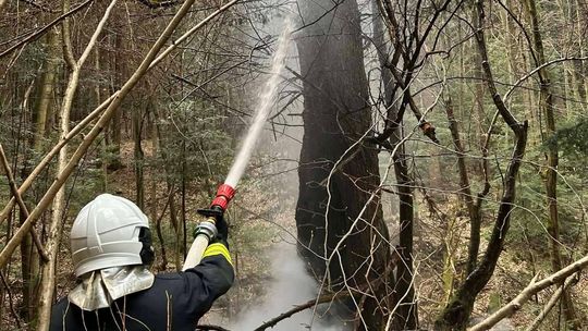 Pożar w Magurskim Parku Narodowym. Szybka akcja strażaków zapobiegła większym stratom