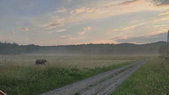 Prewencyjny alert dla mieszkańców gminy Chorkówka. Zauważono niedźwiedzia w Bóbrce