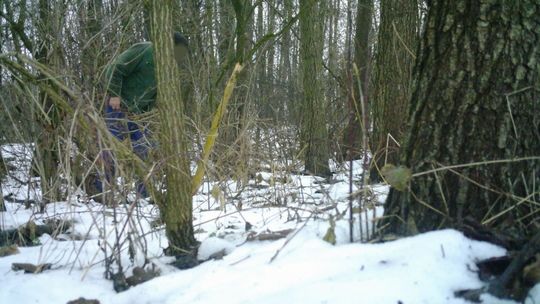 Problem kłusownictwa maleje, ale leśnicy wciąż likwidują wnyki