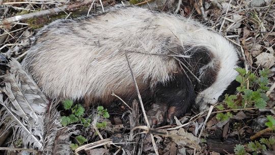 ? Przy drodze znaleziono martwe zwierzęta!