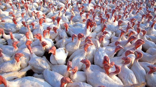 ? Ptasia grypa na Podkarpaciu. Wojewoda zwołała Zespół Zarządzania Kryzysowego