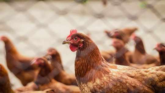 ? Ptasia grypa w Głowience. Potwierdza Powiatowy Lekarz Weterynarii