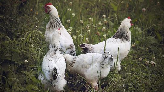 Ptasia grypa w Krośnie, zobacz zalecenia Inspekcji Weterynaryjnej