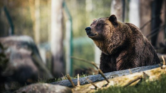 RDOŚ radzi jak zachować się w przypadku spotkania z niedźwiedziem