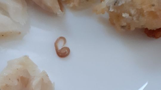 Robaki w rybie mrożonej zakupionej w krośnieńskim supermarkecie