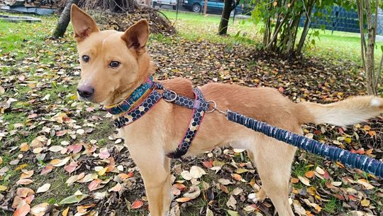 Roki czeka na dom. „Stał się niewidzialny”, choć przeszedł piekło
