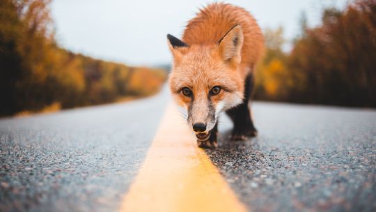 Rusza wiosenna akcja szczepienia lisów. Zaleca się zamknięcie zwierząt domowych