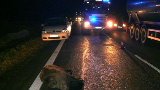 RYMANÓW: Dzik wtargnął na jezdnię. Uszkodzone samochody
