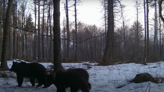 ? Rymanów-Zdrój / Wisłoczek. Niedźwiedzica z dwoma młodymi nagrana na kamerce